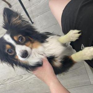 Image of Flynn, Lost Dog
