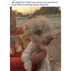 Lost Dog Bunnie