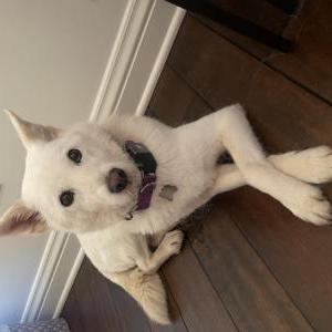Lost Dog Luna