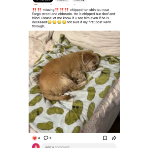 Lost Dog Simba