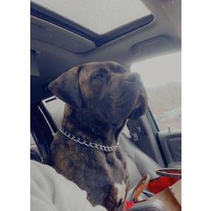 Lost Dog Choc