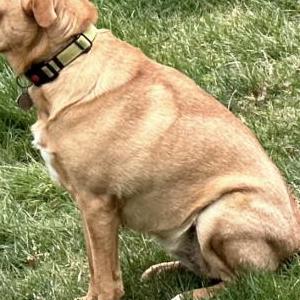 Lost Dog Piper