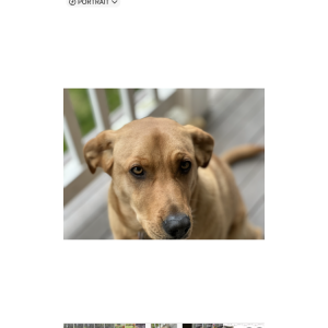 2nd Image of Piper, Lost Dog
