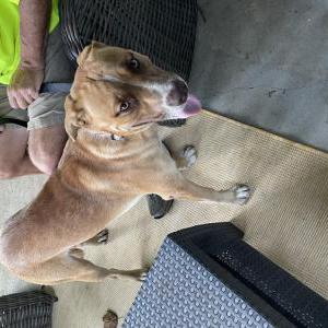 Found Dog unknow