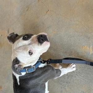Found Dog Unknown