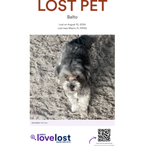 Lost Dog Balto