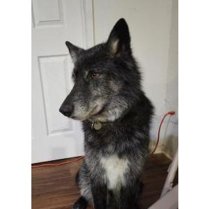 Lost Dog Salem