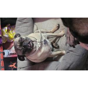 Lost Dog Lilly