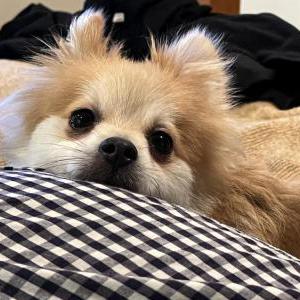 Found Dog Unknown