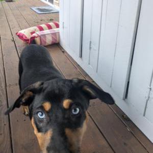 Found Dog Unknown
