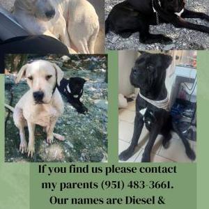 Lost Dog Nova & Diesel