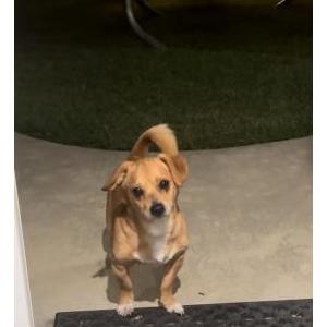 Found Dog Unknown