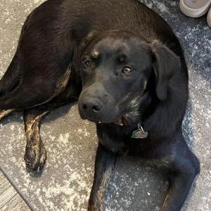 Image of Daisy, Lost Dog