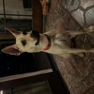 Lost Dog Maggie