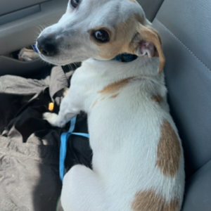 Lost Dog Michael