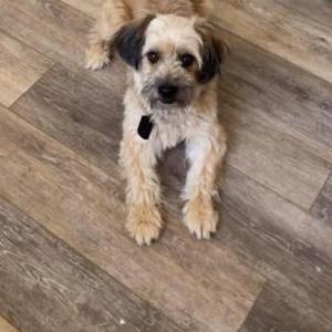 Lost Dog Fin