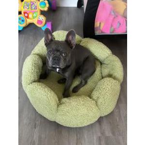 Lost Dog Bluey