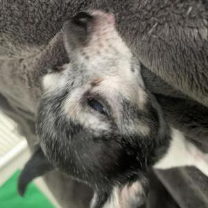 Lost Dog Toby