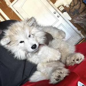 Lost Dog Vanillape