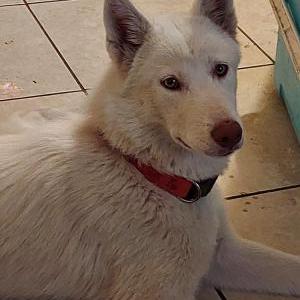 Found Dog Unknown