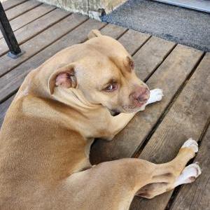 Lost Dog Happy