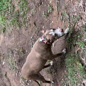 Lost Dog Jayde