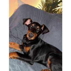 Lost Dog Luna