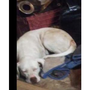 Lost Dog Angel
