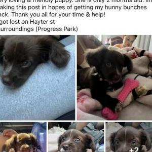 Lost Dog Hunny
