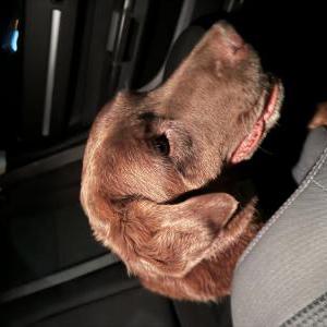 Found Dog Unknown