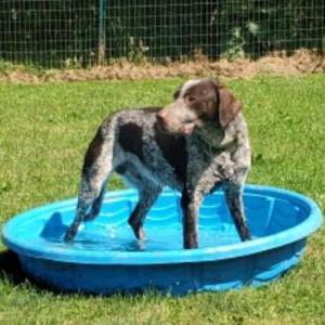 Lost Dog Wesson