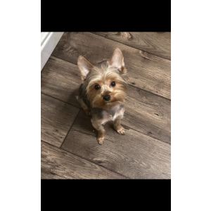 Lost Dog Mango