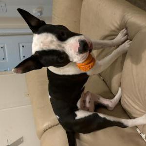 Lost Dog Roscoe