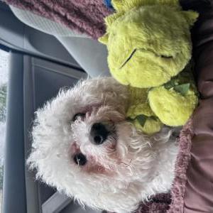 Lost Dog Teddy