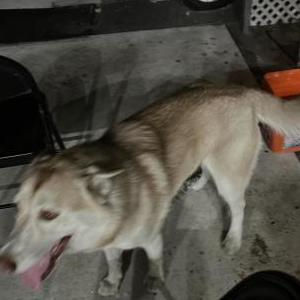 Lost Dog Luna