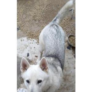 Lost Dog Olaf