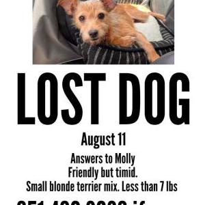 Lost Dog Molly