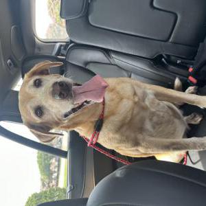Found Dog Unknown