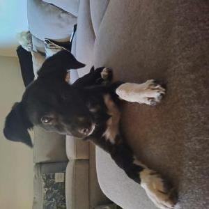 Found Dog Unknown