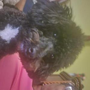 Lost Dog Rosa