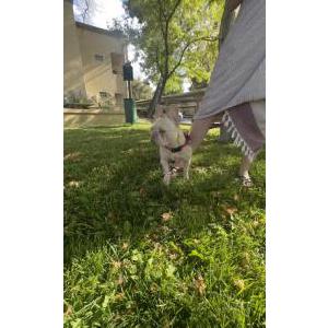 Lost Dog Dracco