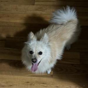 Found Dog Unknown