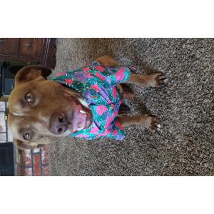 Lost Dog Simba