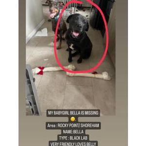 Lost Dog Bella
