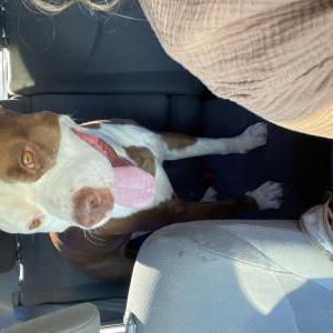 Found Dog Unknown
