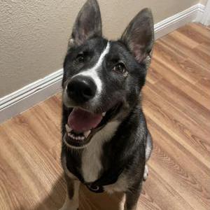 Found Dog Unknown