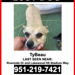 Lost Dog TyBeau