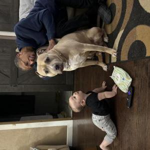 Lost Dog Simba