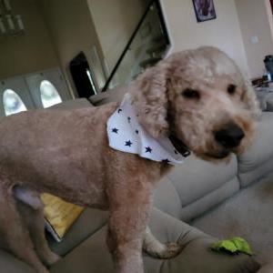 Lost Dog Duke