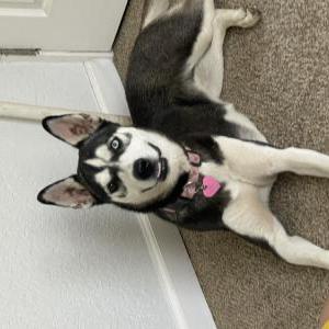 Lost Dog Aqua